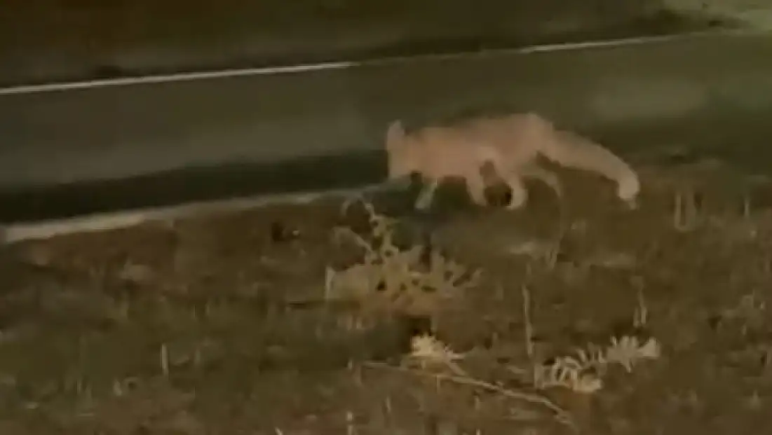 Şehir merkezinde tilki sürprizi