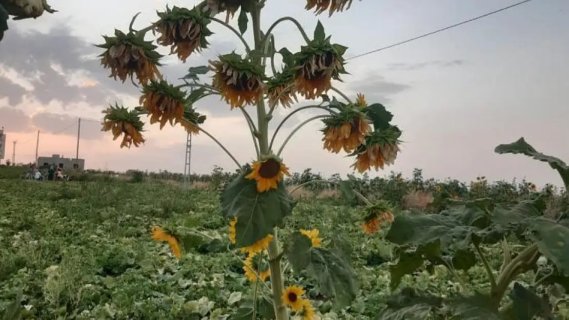 26 başlı ayçiçeği çiftçiyi şaşırttı