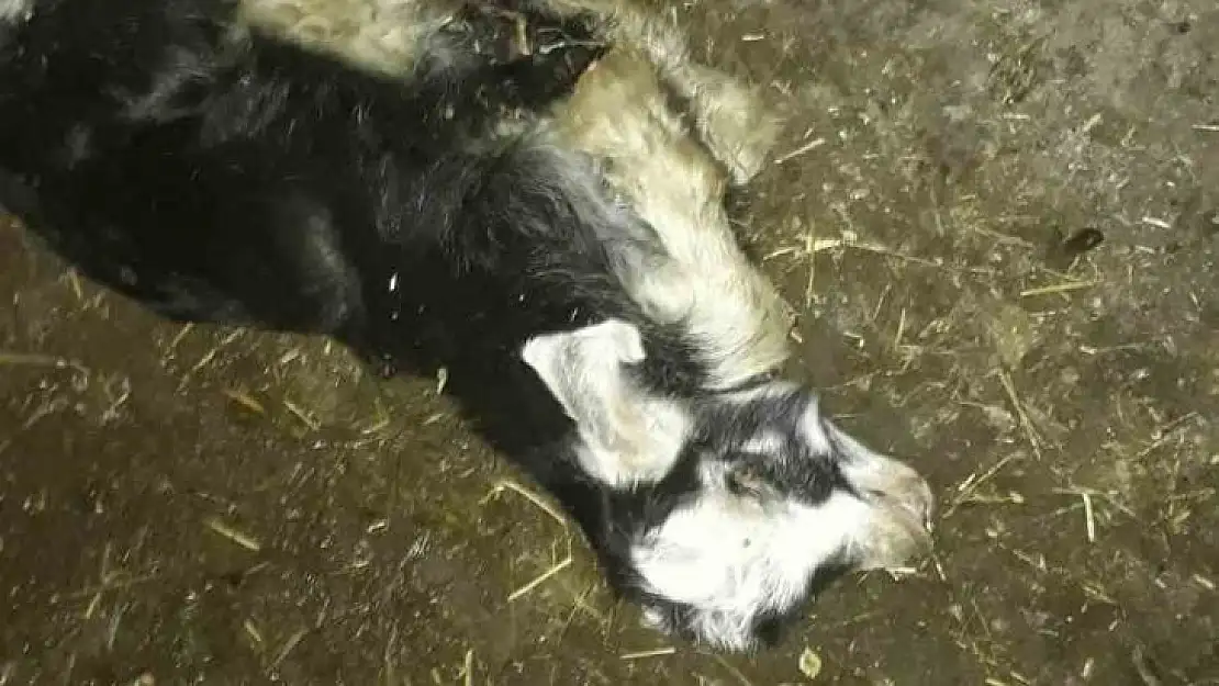 Ahıra giren sokak köpekleri 4 hayvanı telef etti, 15'ini de yaraladı