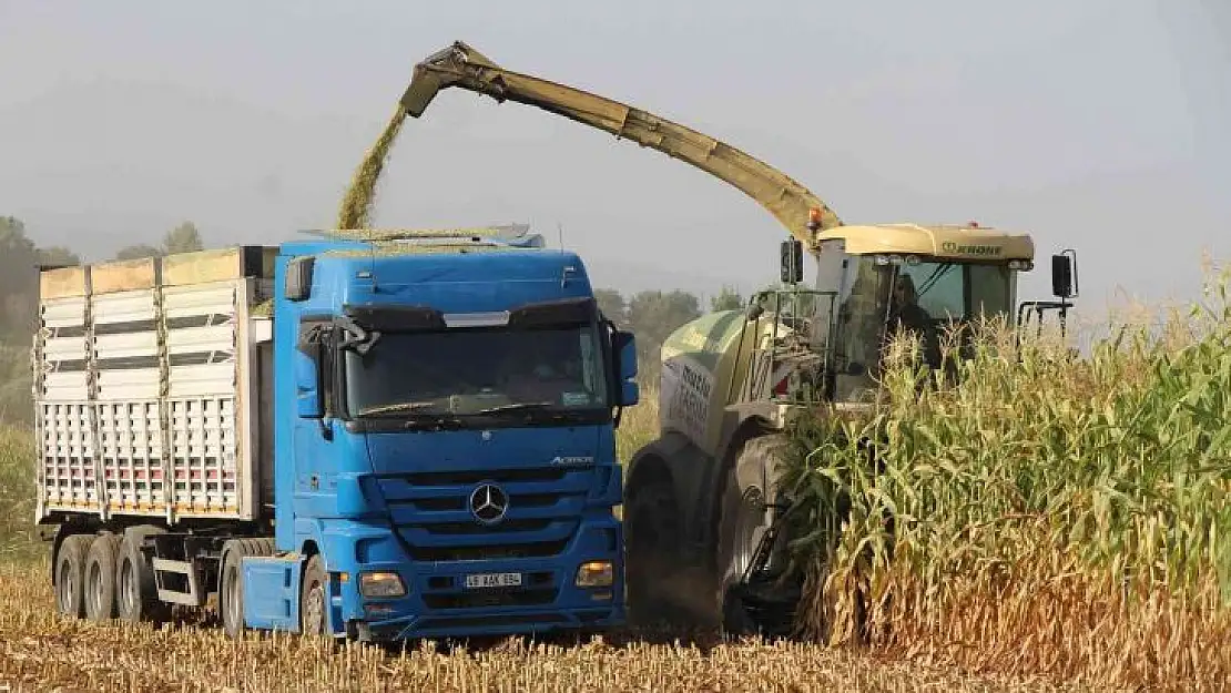 Alım garantili silajlık mısırın üretimi arttı: Beklenen rekolte 85 bin tonun üzerinde