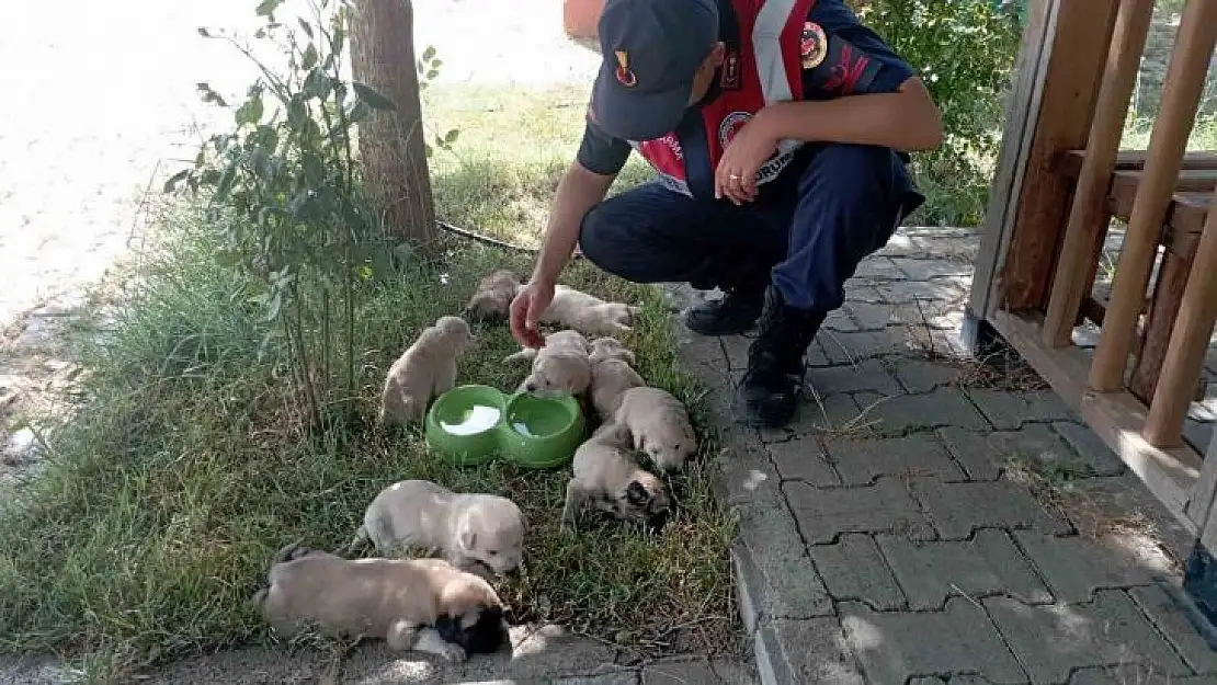 Anne köpek ve yavruları, jandarma tarafından barınağa teslim edildi