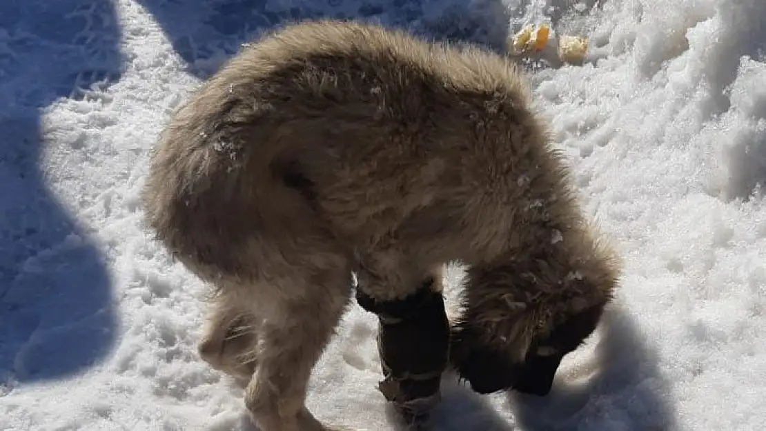 Aracın çarptığı yavru köpek için vatandaşlar seferber oldu