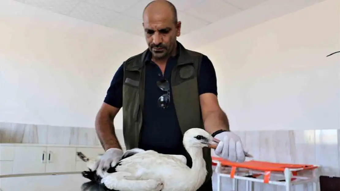 Ayağı ampute olan leylek tedavi altına alındı