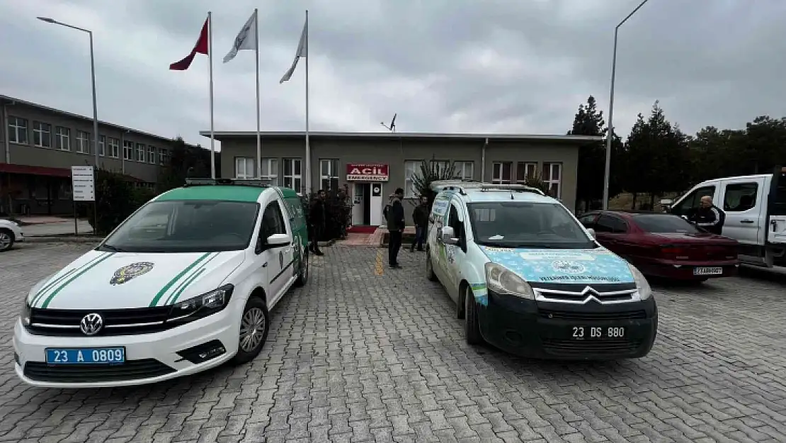 Bacağı kırık tay, tedavi altına alındı