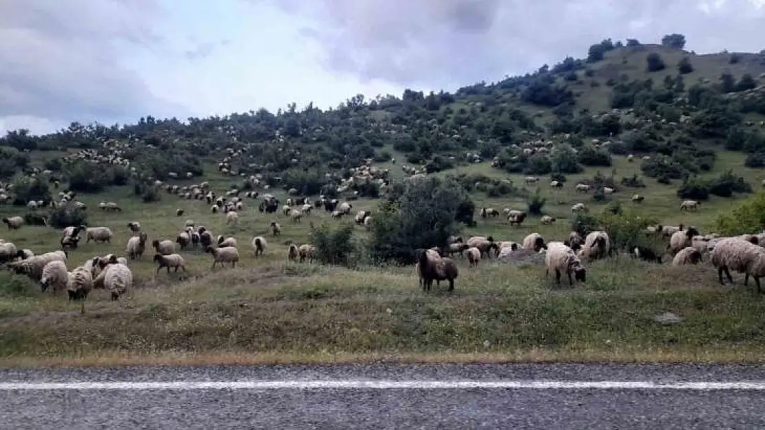 Besiciler yayla yolculuklarında Kulp ilçesine vardı