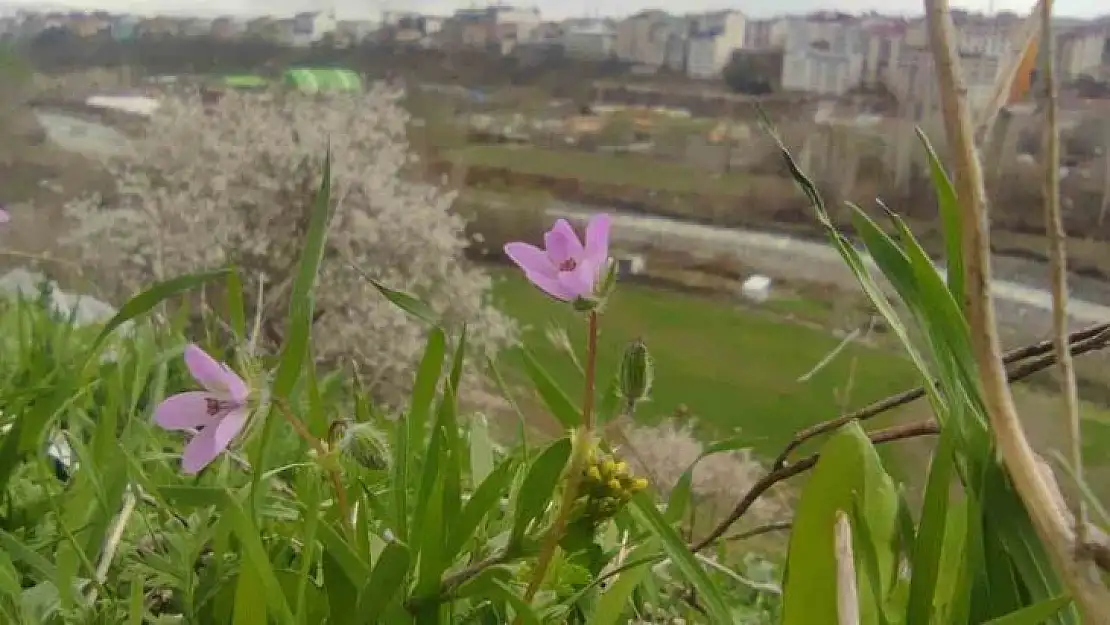 Bingöl'de bir yanda kara kış bir yanda bahar yaşanıyor