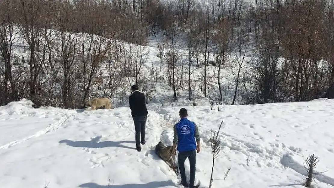 Bingöl'de gönüllüler doğaya yem bıraktı