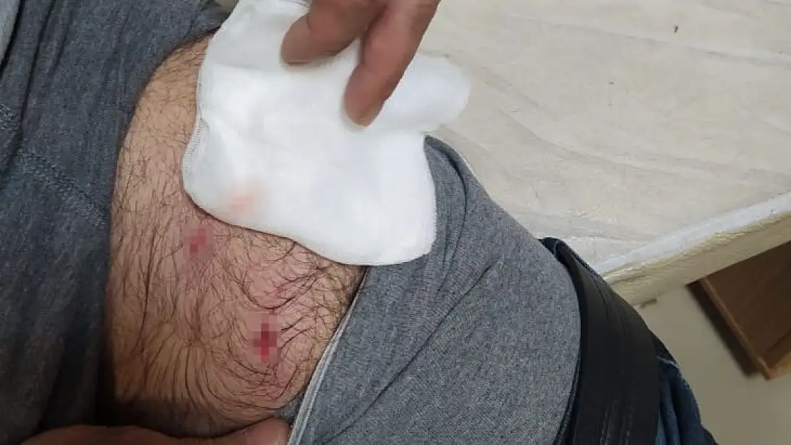 Bingöl'de köpek sürüsü, evine giden adama saldırdı