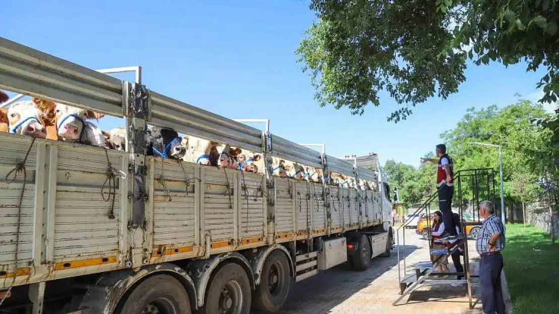 Bingöl'de kurbanlık sevkleri başladı