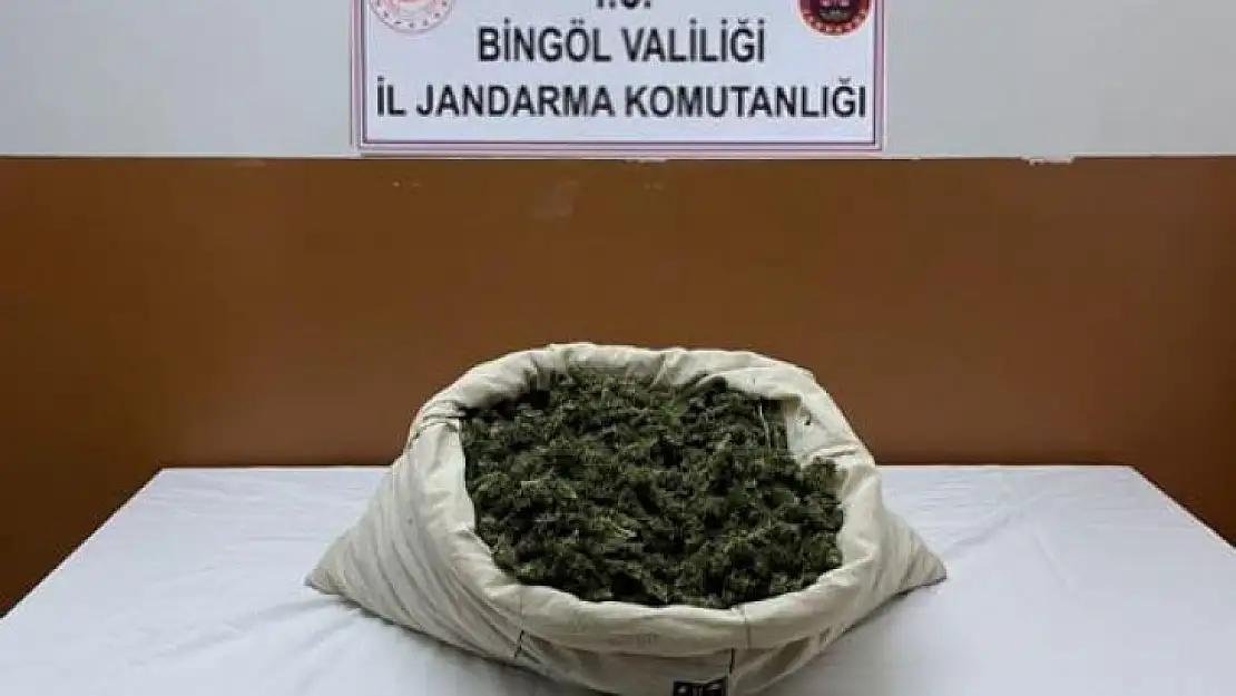 Bingöl'de narkoterör operasyonu: 32 bin kök kenevir ele geçirildi