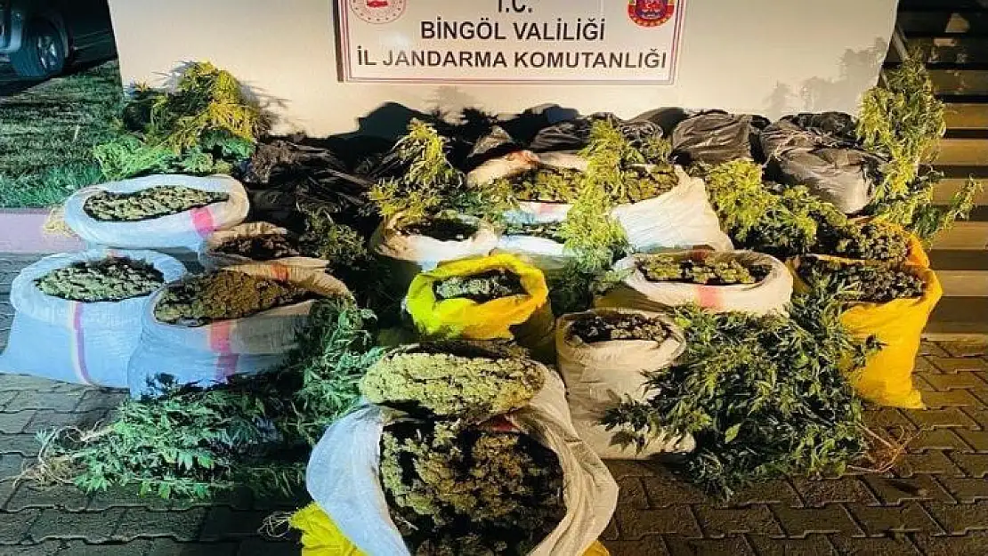 Bingöl'de terör finans kaynağına ağır darbe: 6 milyon kök kenevir ele geçirildi