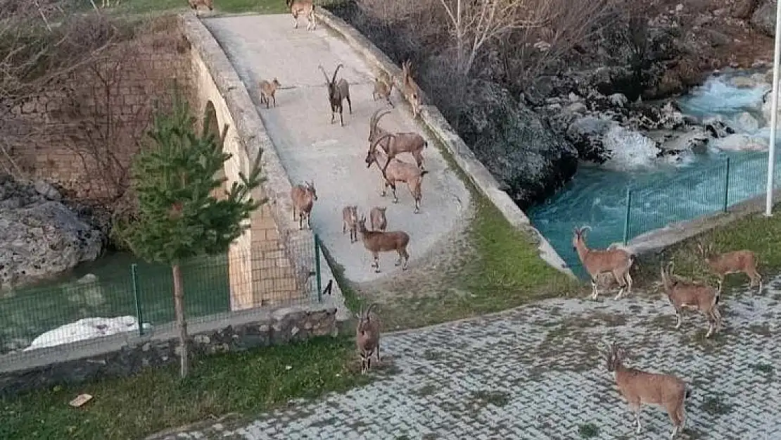 Dağ keçileri köprü üzerinde sürü halinde görüntülendi