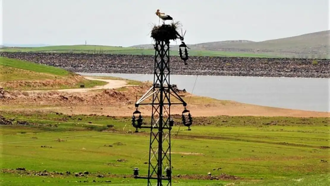 Dicle Elektrik'ten leylekler için Dicle Vadisi'nde yuva