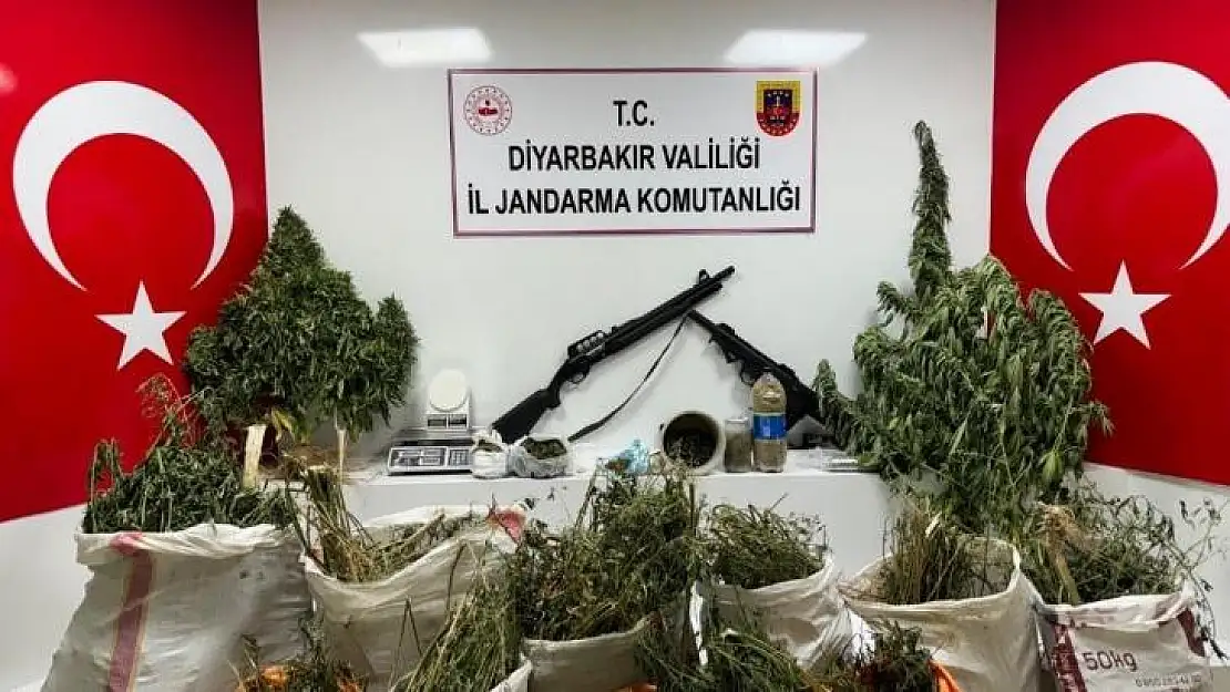 Diyarbakır'da 177 bin 495 kök kenevir ve skunk bitkisi ele geçirildi