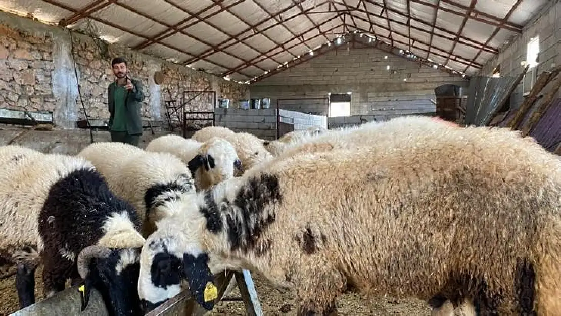 Diyarbakır'da aylarca özenle bakılan kurbanlıklar yola çıktı