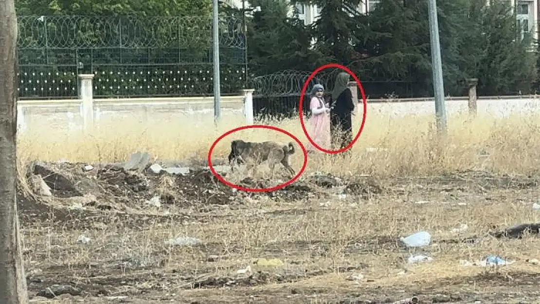 Diyarbakır'da başıboş sokak köpekleri telef ettiği kediyi yemek için yer aradı