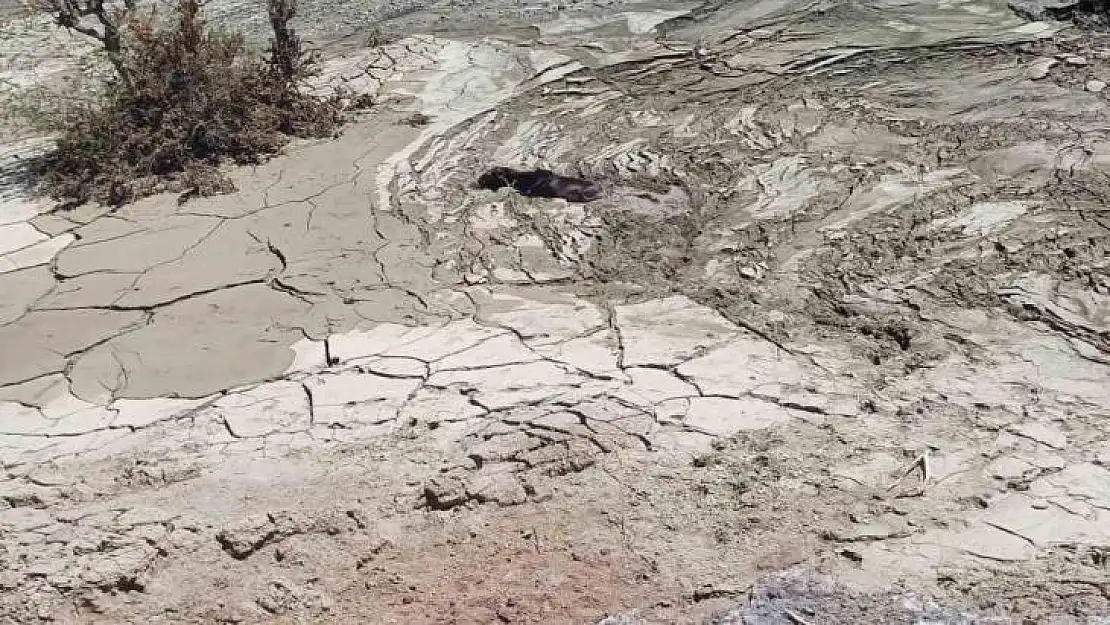 Diyarbakır'da bataklıkta mahsur kalan katır böyle kurtarıldı