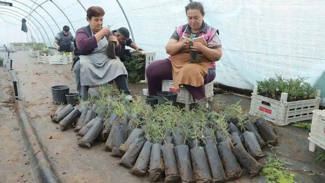 Diyarbakır'da belediye personeline fidan aşılama eğitimi