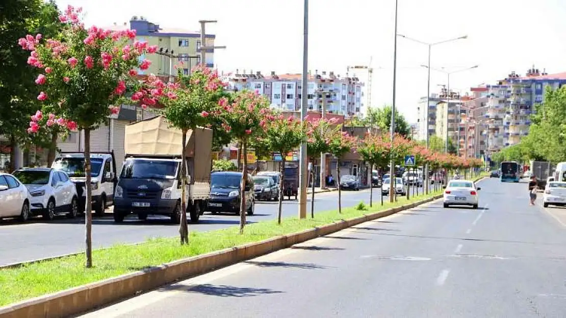 Diyarbakır'da caddelere 2 bin Oya ağacı dikildi