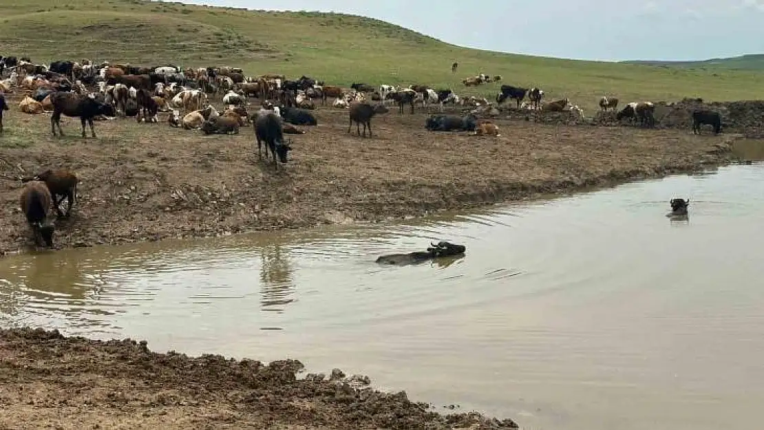 Diyarbakır'da hayvanların içme suyunun karşılandığı göletler onarılıyor