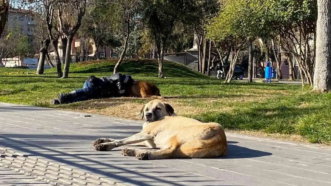 Diyarbakır'da iç ısıtan görüntü: Başını sokak köpeğine yaslayarak uyudu