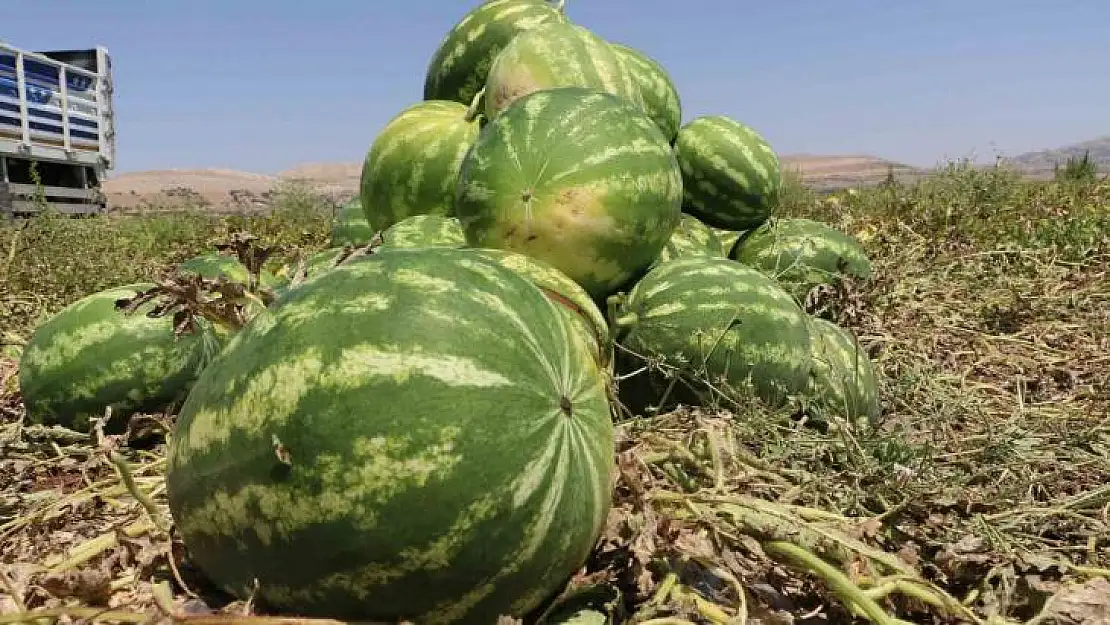 Diyarbakır'da karpuz hasadı başladı