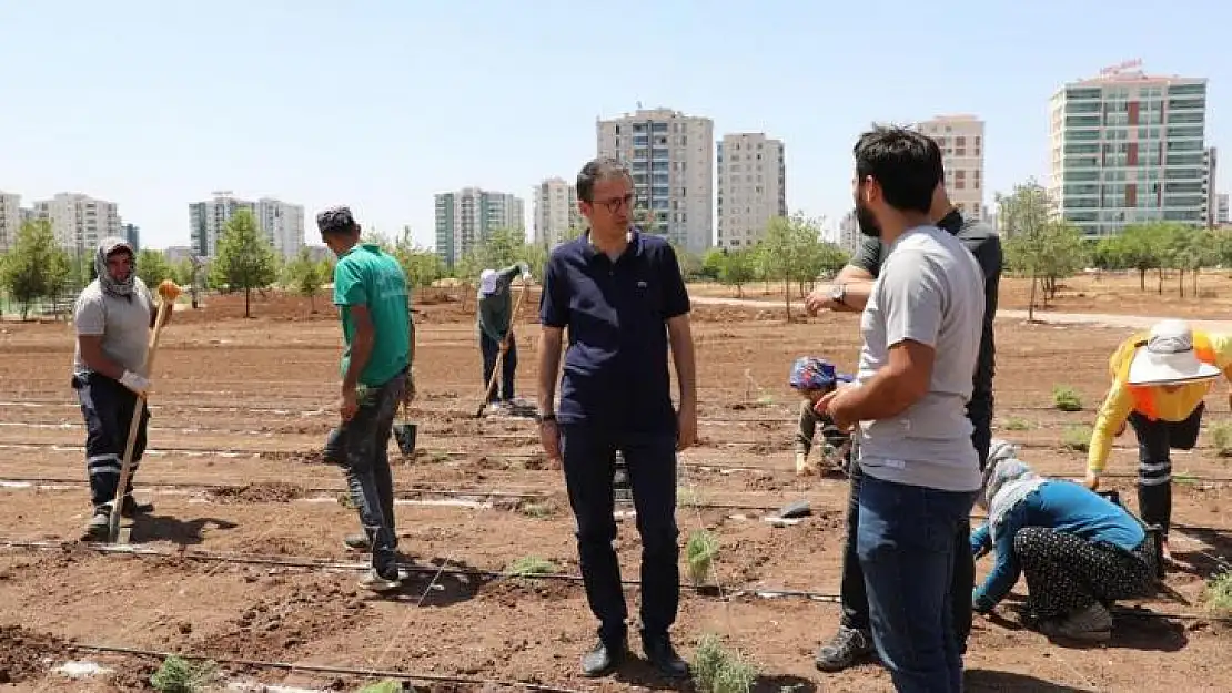 Diyarbakır'da tıbbi aromatik bitkiler bahçesi kuruluyor