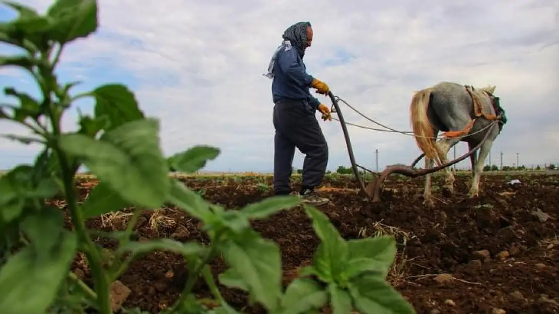 Diyarbakırlı çiftçi kara sabandan vazgeçemiyor