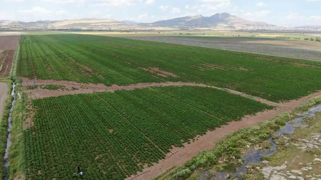 Diyarbakırlı çiftçi, kurbanlık götürdüğü Adana'dan patates işiyle döndü