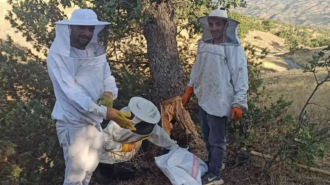 Elazığ'da arıların doğada ürettiği ballar bal avcıları tarafından toplanıyor