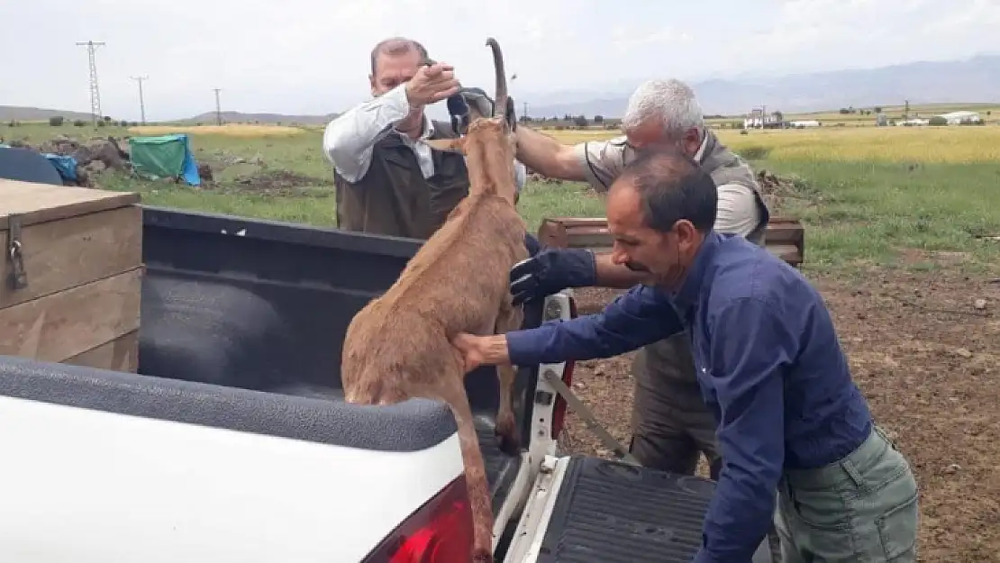 Elazığ'da bitkin halde bulunan dağ keçisi koruma altına alındı