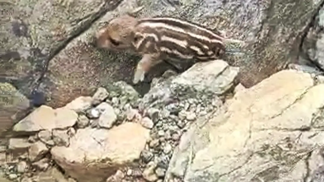 Elazığ'da çizgili yaban domuzu görüldü