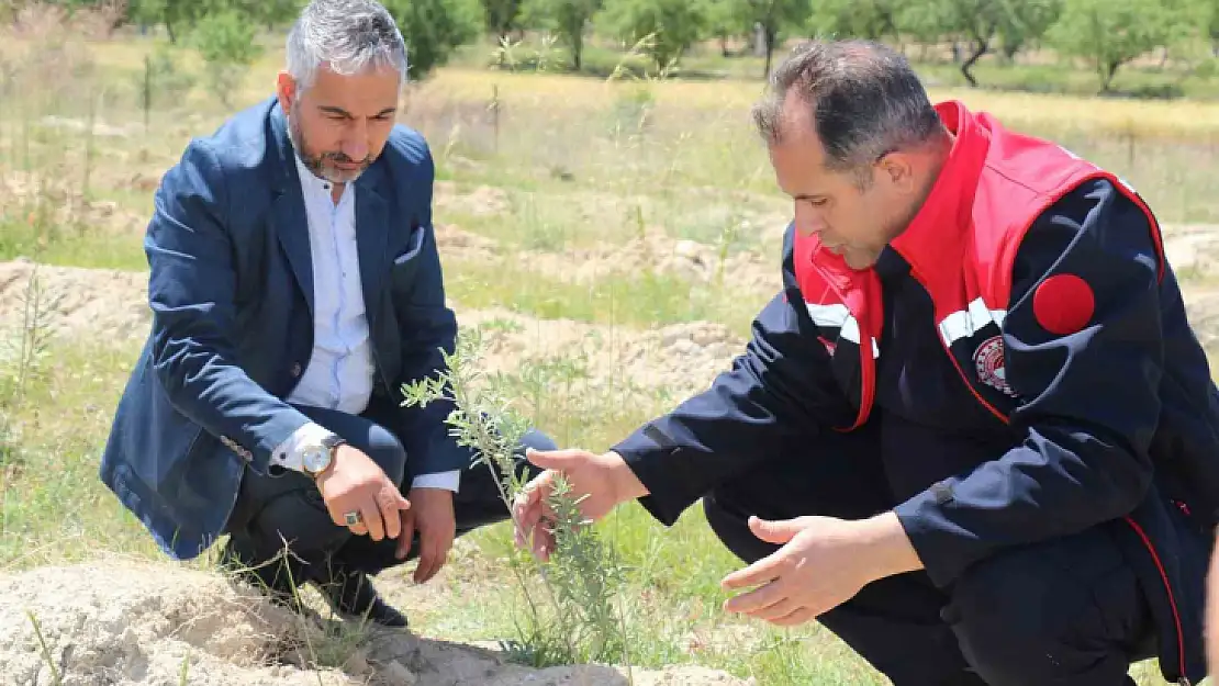 Elazığ'da dikimi yapılan 'Amerikan Tuz Çalısı'  başarılı oldu