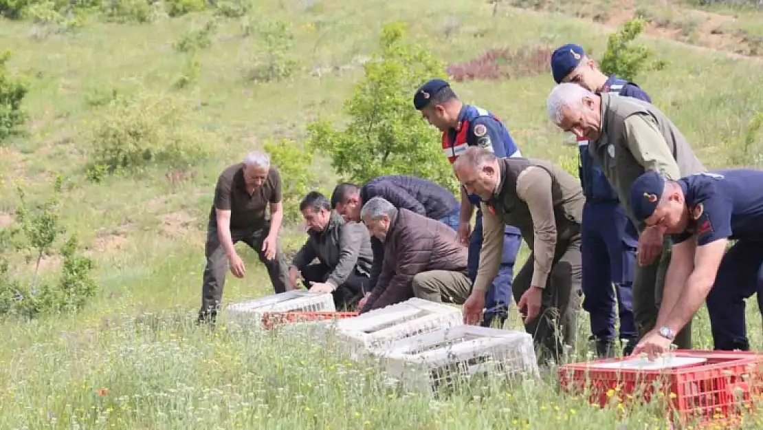 Elazığ'da doğaya keklik salımı yapıldı