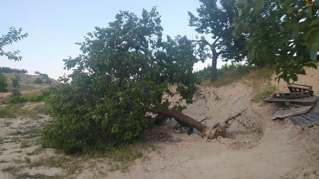 Elazığ'da fırtına ağaçları kökünden söktü