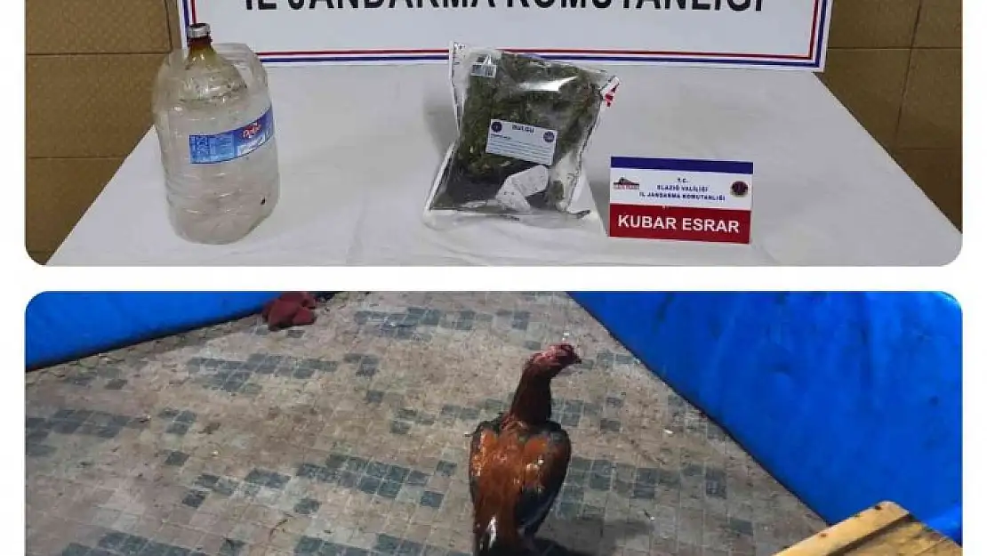Horoz dövüşçüleri kıskıvrak yakalandı