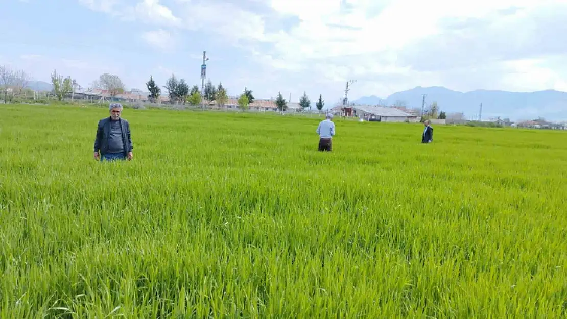 Elazığ'da hububat alanlarında çalışmalar sürüyor