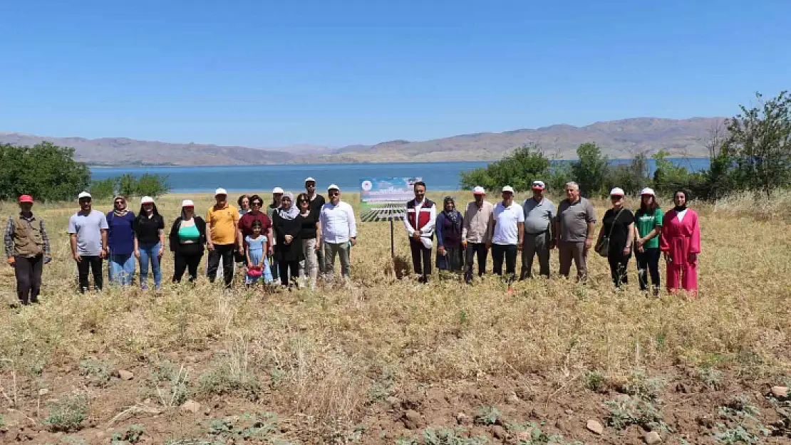 Elazığ'da kadın çiftçiler nohut hasadına başladı