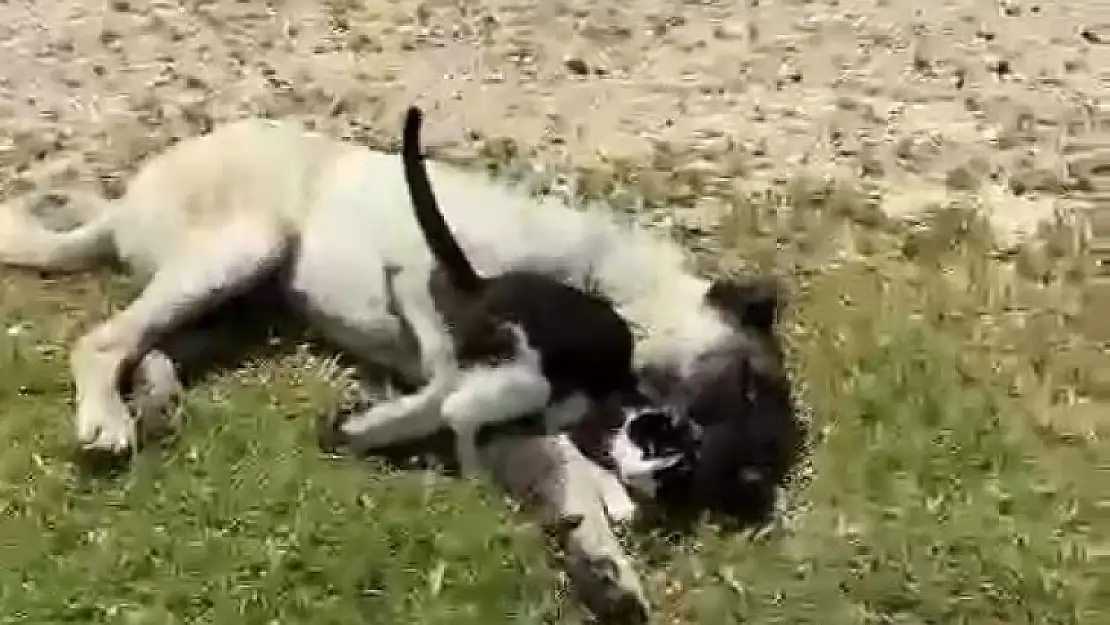 Elazığ'da kedi ile kangalın dostluğu tebessüm ettirdi