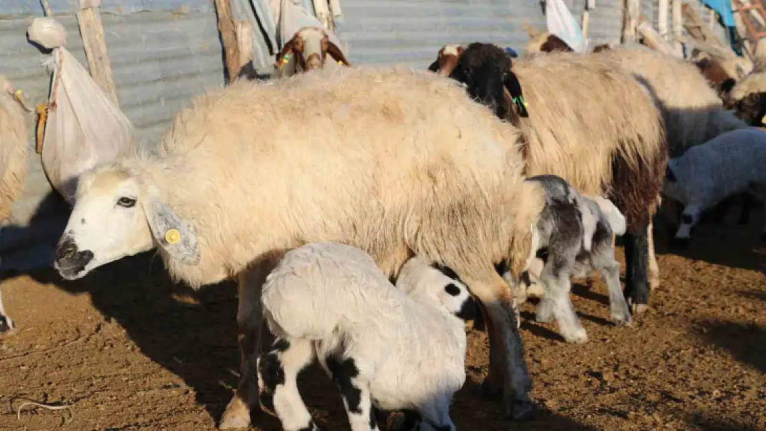 Elazığ'da koyun ve kuzuların renkli buluşması