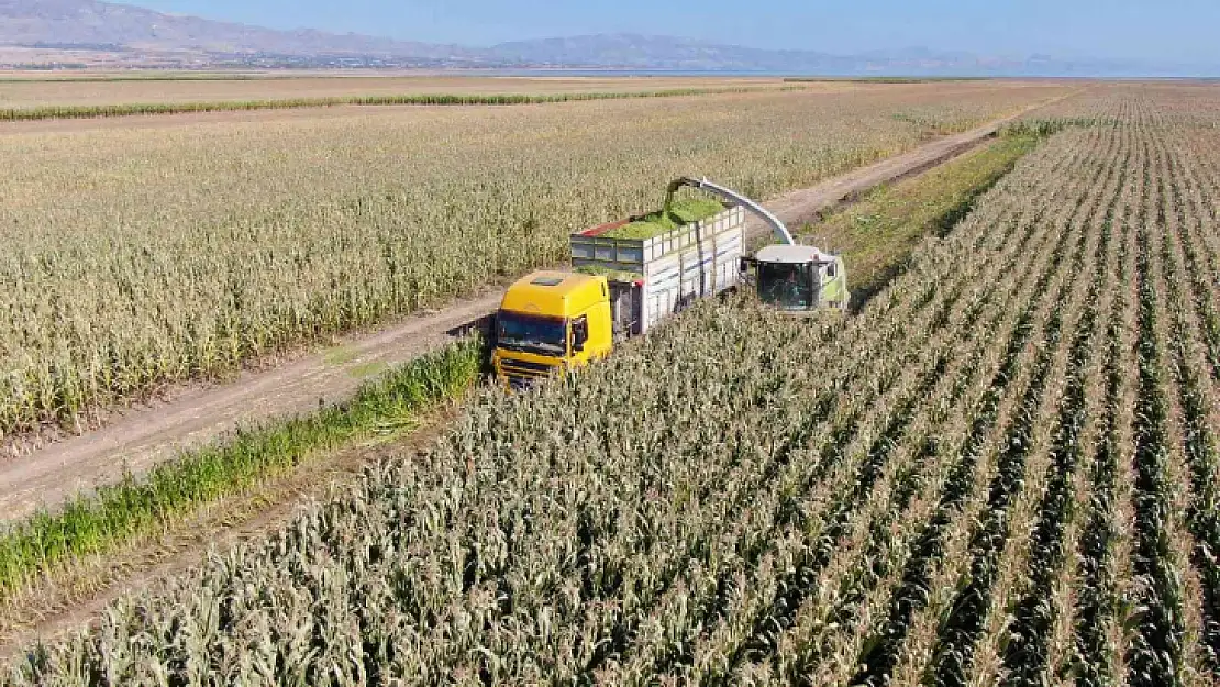 Elazığ'da silajlık mısır hasadı başladı