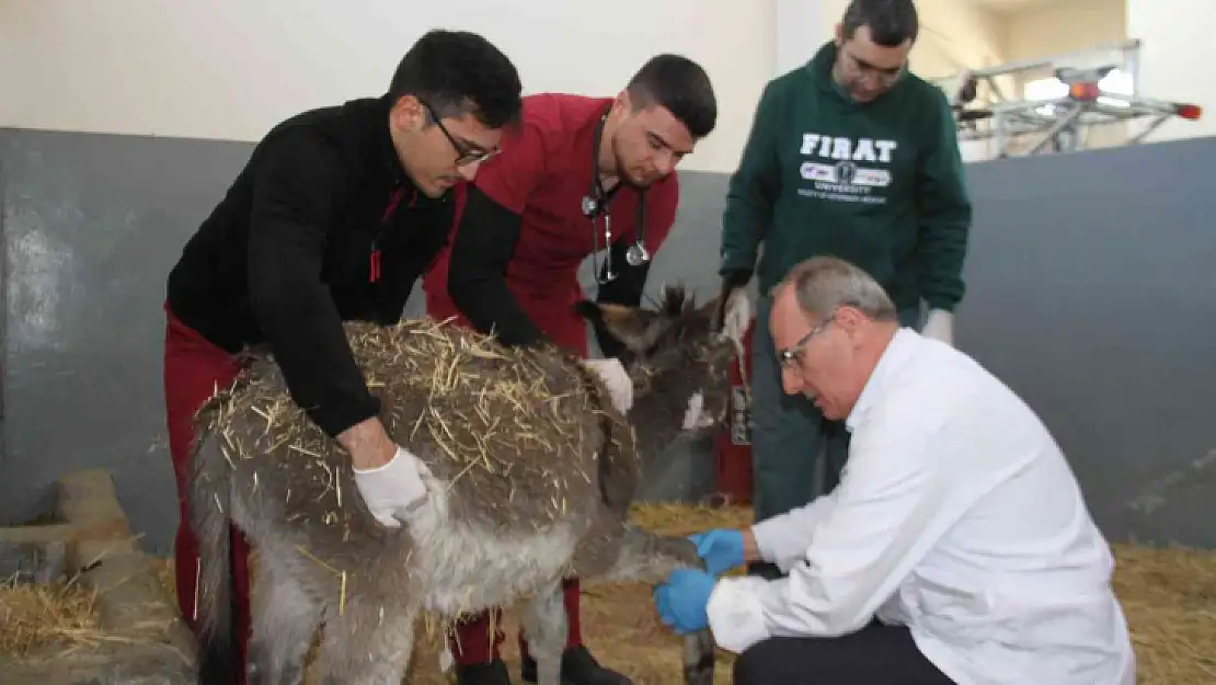 Fırat Üniversitesi Hayvan Hastanesi'nde bir yıl 7 bin 600 hayvan tedavi edildi