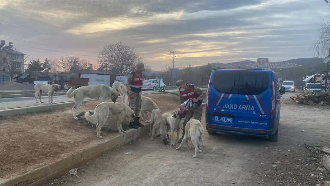 Jandarma sokak hayvanlarını unutmadı