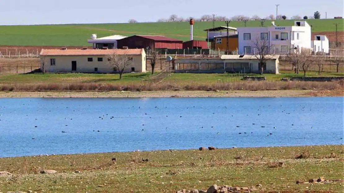 Kabaklı Göleti'nde nadir görülen kuş popülasyonu