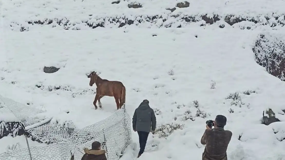 Karlıova'da ayağı kırık at tedavi altına alındı