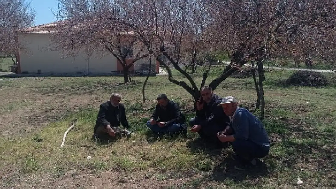 Kayısı bahçelerini don vurdu