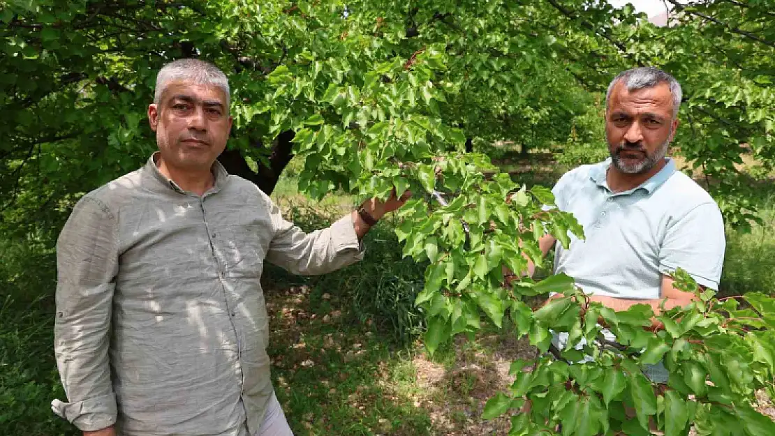 Kayısıyı 'sis' vurdu, rekoltede yüzde 60 düşüş bekleniyor