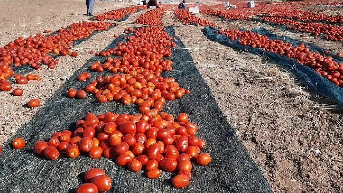 Kaynarca kırmızıya büründü