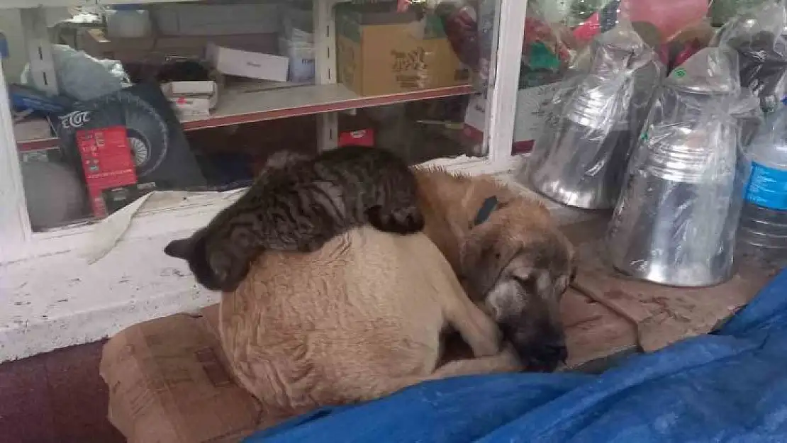 Kedi 'en olmadık yerde' ısınmaya çalıştı