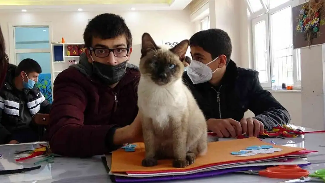 Helva' isimli kedi, öğrencilerin maskotu haline geldi